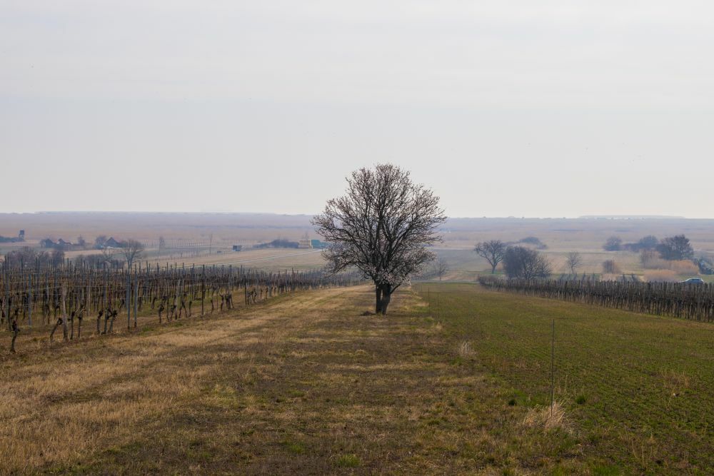 Klicke auf die Grafik für eine vergrößerte Ansicht  Name: 08 Weinberge bis zum Neusiedler See.jpg Ansichten: 988 Größe: 89,7 KB ID: 3125616