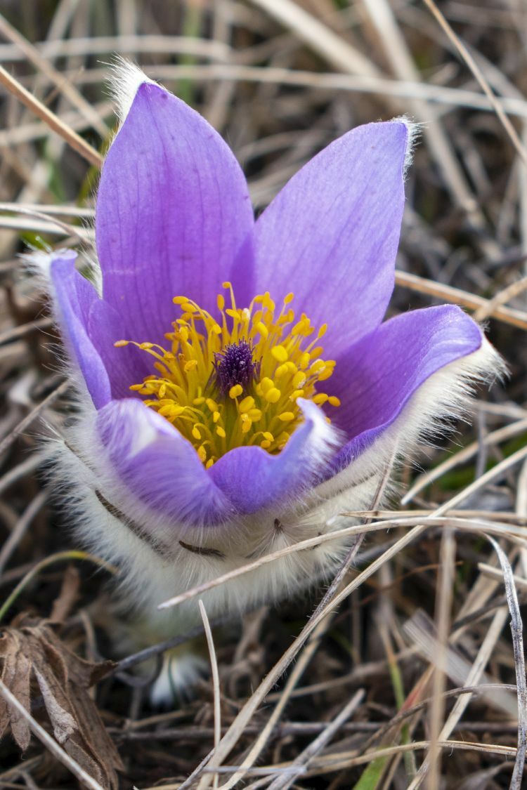 Klicke auf die Grafik für eine vergrößerte Ansicht  Name: 20 Die ersten Frühlingsblumen blühen.jpg Ansichten: 987 Größe: 127,2 KB ID: 3125628