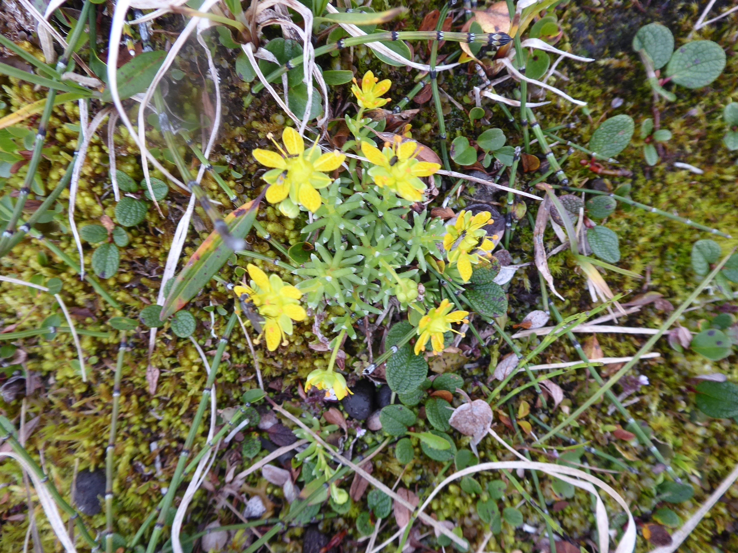 Klicke auf die Grafik für eine vergrößerte Ansicht

Name: P1020919oExif.jpg
Ansichten: 406
Größe: 3,03 MB
ID: 3125762
