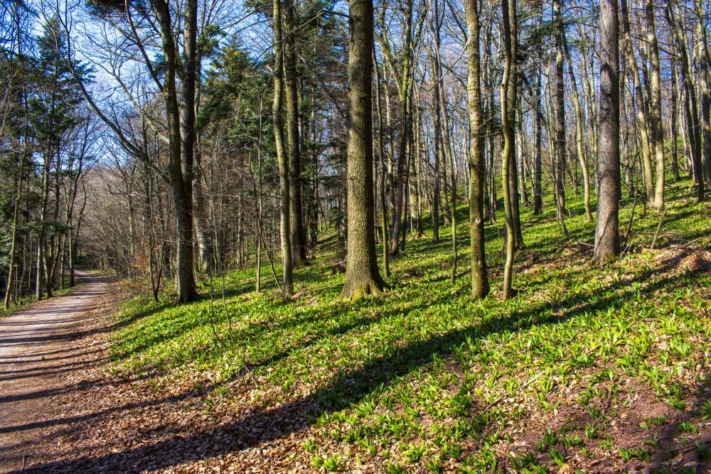 Klicke auf die Grafik für eine vergrößerte Ansicht  Name: 07 Es grünt im Wald.jpg Ansichten: 0 Größe: 295,9 KB ID: 3127341