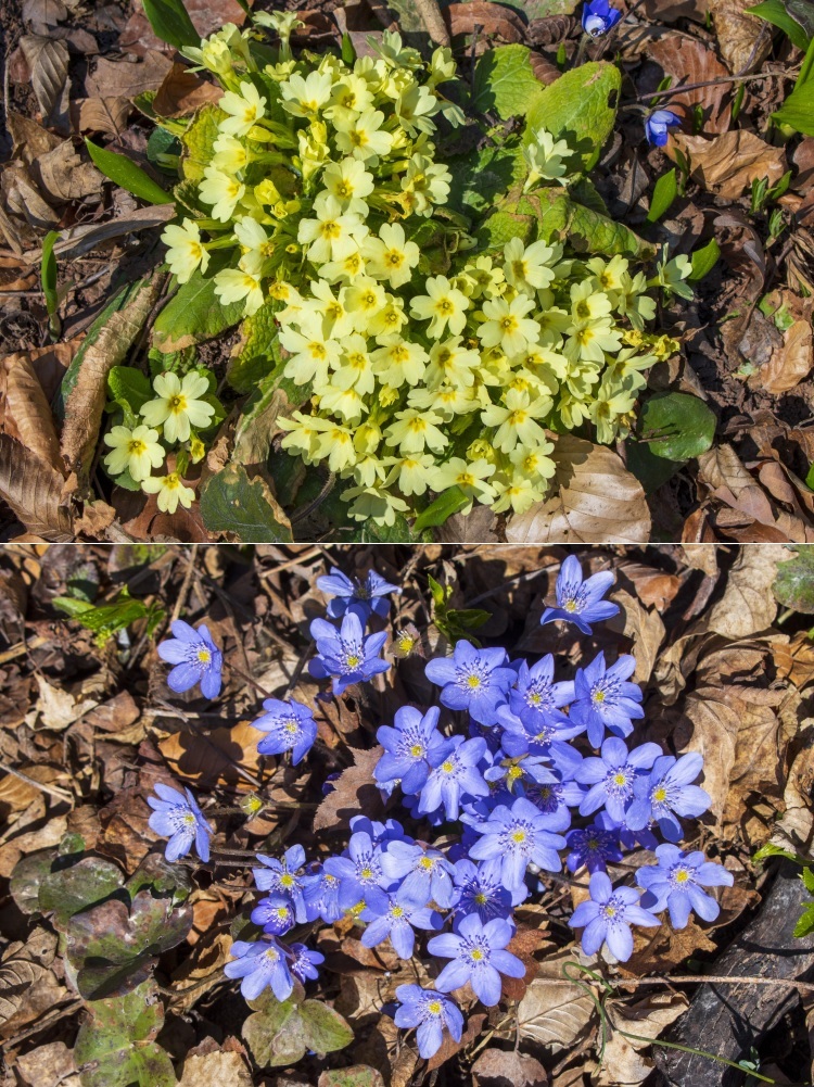 Klicke auf die Grafik für eine vergrößerte Ansicht  Name: 10 Der Frühling ist da.jpg Ansichten: 0 Größe: 403,3 KB ID: 3127347