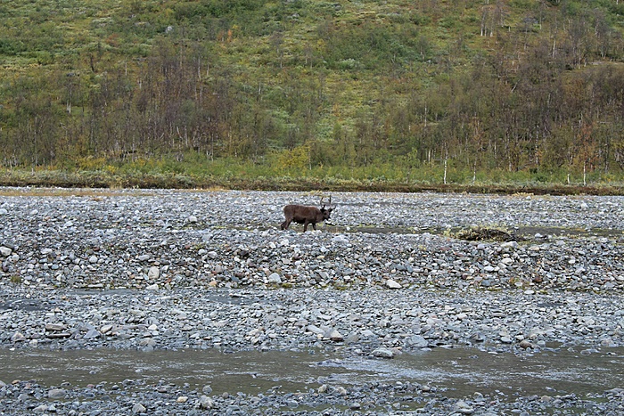 Klicke auf die Grafik für eine vergrößerte Ansicht  Name: Ljungdalen_20200905_243.JPG Ansichten: 0 Größe: 1,94 MB ID: 3131309
