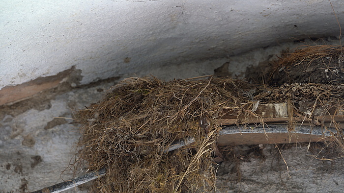 Klicke auf die Grafik für eine vergrößerte Ansicht

Name: Nest Rotschwänzchen 01.jpg
Ansichten: 315
Größe: 5,65 MB
ID: 3131394