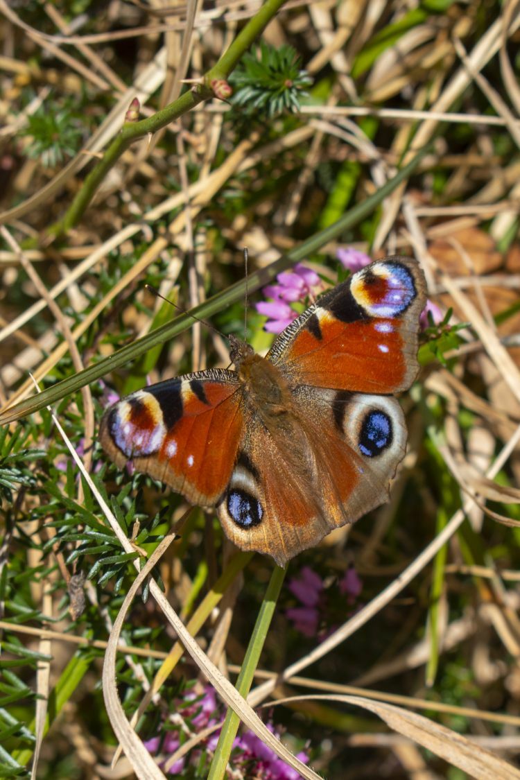 Klicke auf die Grafik für eine vergrößerte Ansicht  Name: 07 Ein Schmetterling genießt die Frühlingssonne.jpg Ansichten: 0 Größe: 147,9 KB ID: 3131449