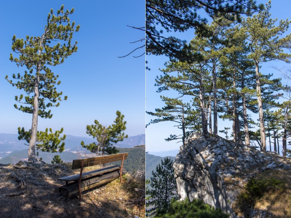 Klicke auf die Grafik für eine vergrößerte Ansicht  Name: 09 Kiefern auf Felsen vor dem Plattenstein.jpg Ansichten: 0 Größe: 347,6 KB ID: 3131450