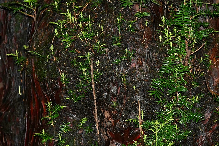 Klicke auf die Grafik für eine vergrößerte Ansicht

Name: DSC_0154.JPG
Ansichten: 756
Größe: 207,6 KB
ID: 3132769