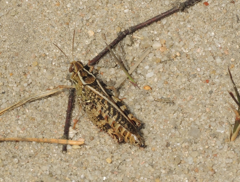 Klicke auf die Grafik für eine vergrößerte Ansicht

Name: Rotfluegelschrecke (3).JPG
Ansichten: 532
Größe: 353,4 KB
ID: 3141445