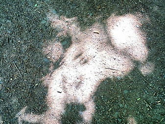 Klicke auf die Grafik für eine vergrößerte Ansicht

Name: IMG_20220719_122833_DRO~01.jpg
Ansichten: 315
Größe: 254,5 KB
ID: 3141764