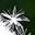 Klicke auf die Grafik für eine vergrößerte Ansicht  Name: Puste_Blume_klein.jpg Ansichten: 0 Größe: 1,0 KB ID: 3143211