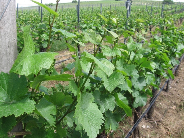 Klicke auf die Grafik für eine vergrößerte Ansicht  Name: 4_2 Weinberg.JPG Ansichten: 0 Größe: 204,3 KB ID: 3143411