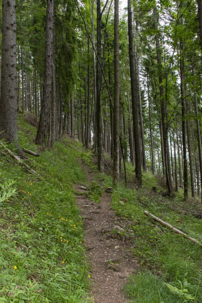 Klicke auf die Grafik für eine vergrößerte Ansicht  Name: 01 Es geht mit Waldwegen oberhalb von Semmering los.jpg Ansichten: 0 Größe: 234,2 KB ID: 3146962