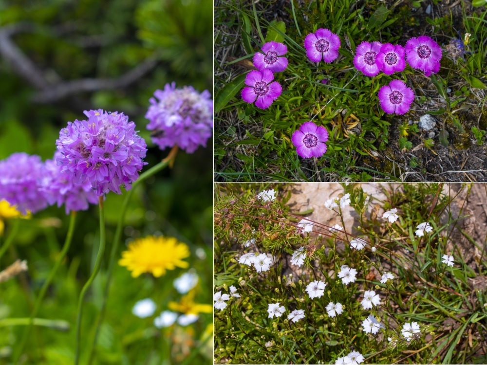 Klicke auf die Grafik für eine vergrößerte Ansicht  Name: 21 Bergblumen am Weg auf die Schneealpe.jpg Ansichten: 0 Größe: 288,4 KB ID: 3148422