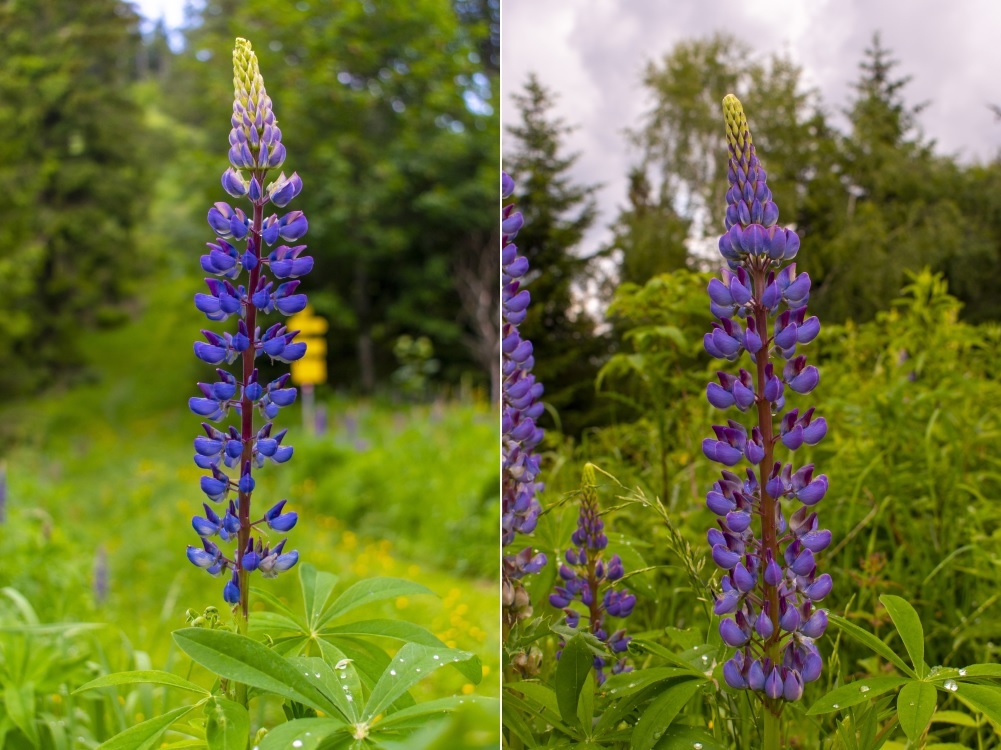 Klicke auf die Grafik für eine vergrößerte Ansicht  Name: 17 Wilde Lupinen am Nasskamm.jpg Ansichten: 0 Größe: 222,7 KB ID: 3148434