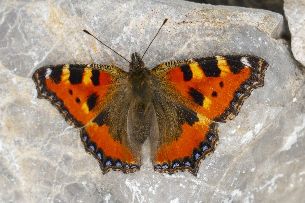 Klicke auf die Grafik für eine vergrößerte Ansicht  Name: 17 Ein Schmetterling am Weg.jpg Ansichten: 0 Größe: 130,5 KB ID: 3149635