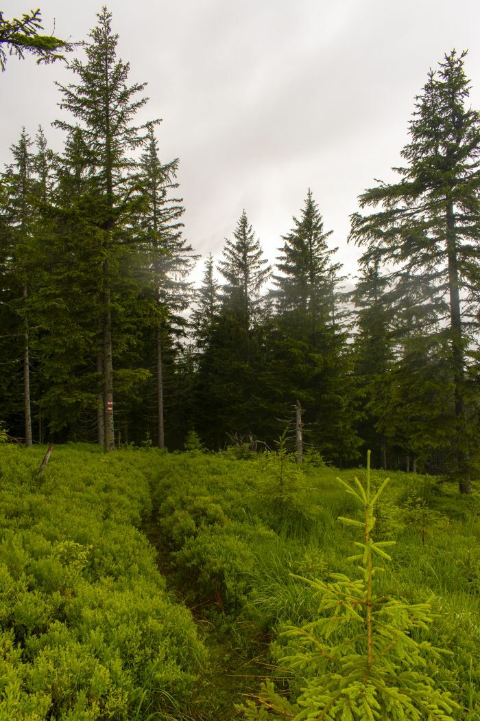 Klicke auf die Grafik für eine vergrößerte Ansicht  Name: 05 Wanderweg zur Grundbauerhütte.jpg Ansichten: 0 Größe: 176,6 KB ID: 3150887