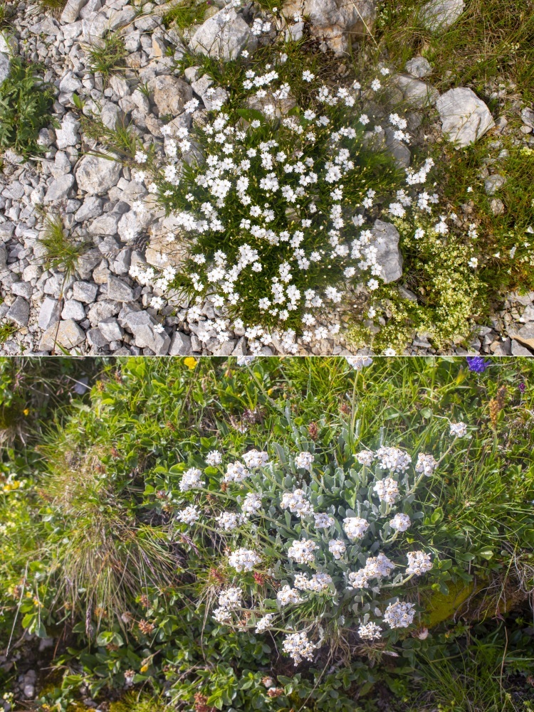 Klicke auf die Grafik für eine vergrößerte Ansicht  Name: 15 Alpine Flora auf der Veitsch.jpg Ansichten: 0 Größe: 474,9 KB ID: 3150906
