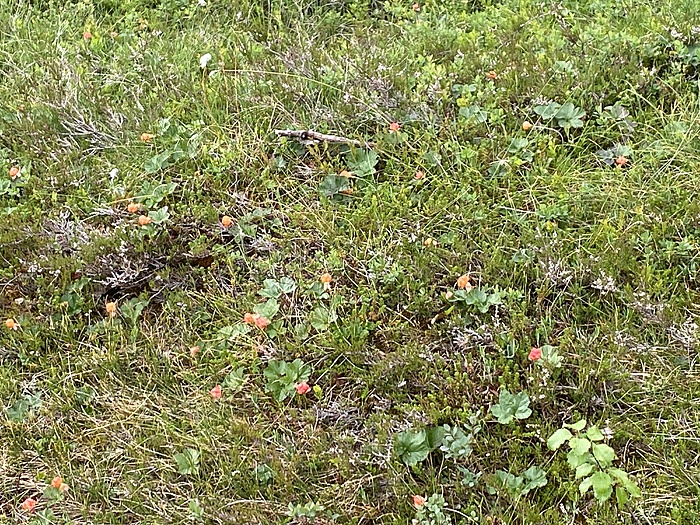 Klicke auf die Grafik für eine vergrößerte Ansicht

Name: Norwegen213.JPG
Ansichten: 797
Größe: 4,14 MB
ID: 3153250