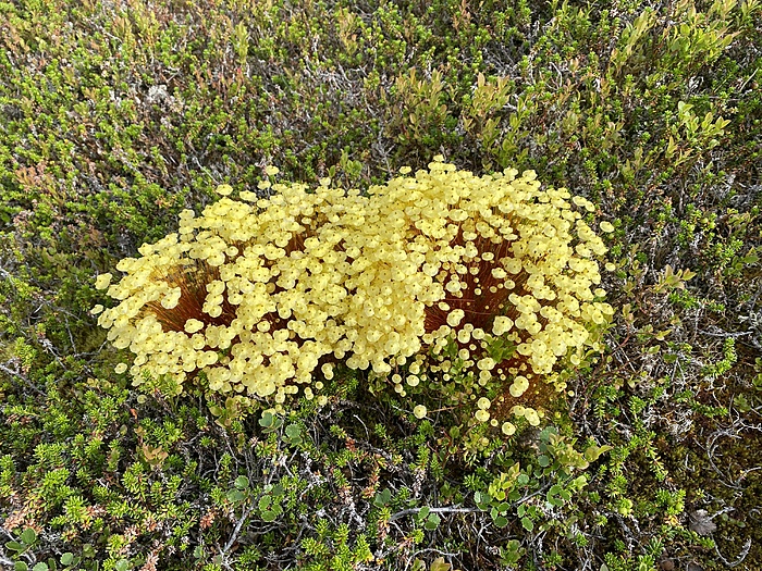 Klicke auf die Grafik für eine vergrößerte Ansicht

Name: Norwegen218a.jpg
Ansichten: 797
Größe: 5,78 MB
ID: 3153255