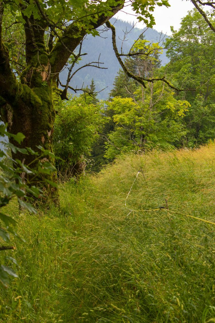 Klicke auf die Grafik für eine vergrößerte Ansicht  Name: 07 Wiesenwege führen abwärts ins Ramsautal.jpg Ansichten: 0 Größe: 235,8 KB ID: 3155688