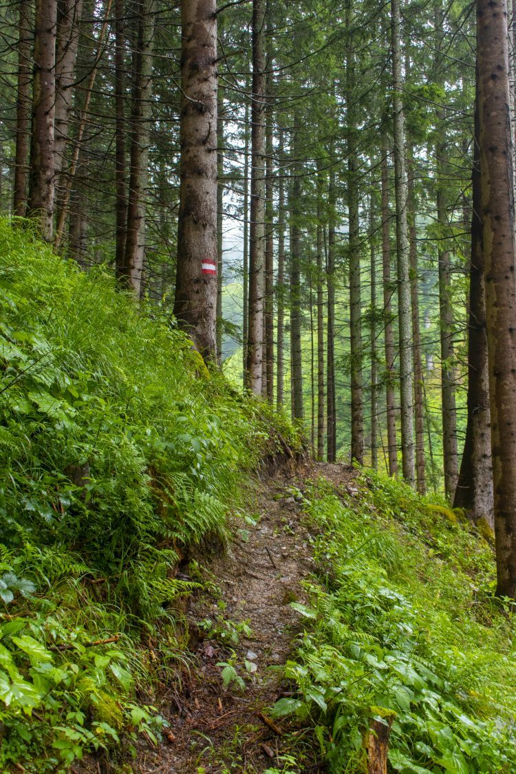 Klicke auf die Grafik für eine vergrößerte Ansicht  Name: 13 Steiler Steig in den Finstergraben hinab.jpg Ansichten: 0 Größe: 283,6 KB ID: 3155695
