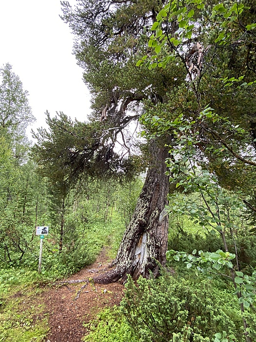 Klicke auf die Grafik für eine vergrößerte Ansicht

Name: Norwegen291.JPG
Ansichten: 605
Größe: 4,97 MB
ID: 3155974