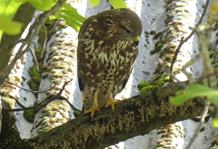 Klicke auf die Grafik für eine vergrößerte Ansicht  Name: Bussard1.jpg Ansichten: 0 Größe: 351,1 KB ID: 3159062