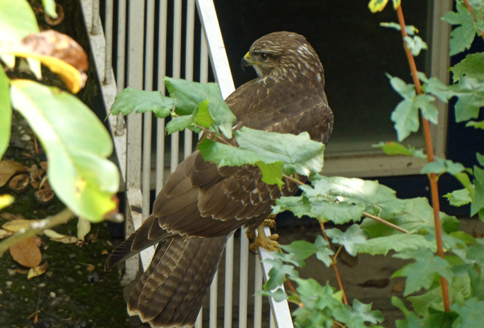 Klicke auf die Grafik für eine vergrößerte Ansicht  Name: Bussard2.jpg Ansichten: 0 Größe: 307,7 KB ID: 3159063