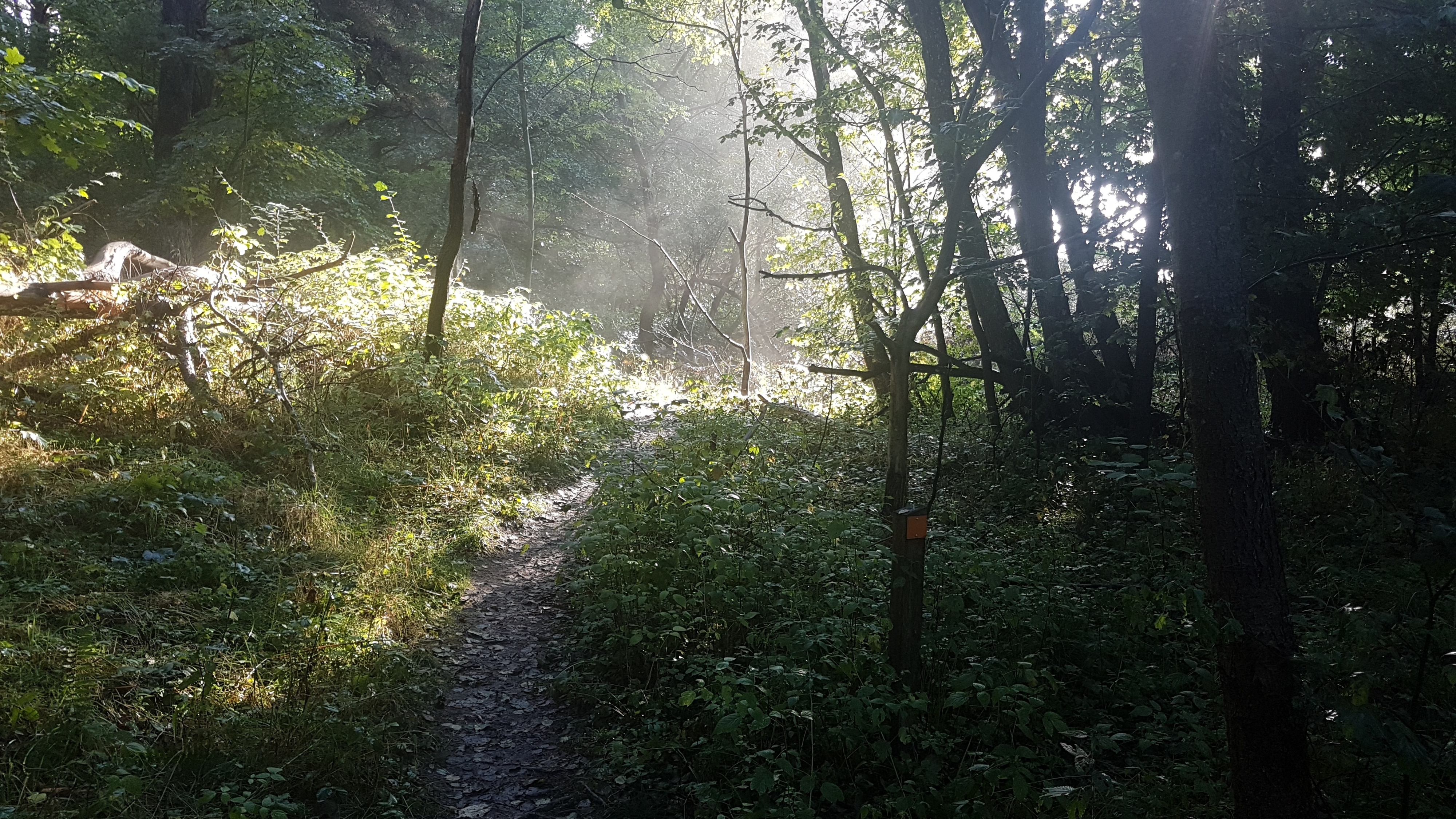 Klicke auf die Grafik für eine vergrößerte Ansicht  Name: 04 Waldweg.jpg Ansichten: 119 Größe: 3,64 MB ID: 3159233