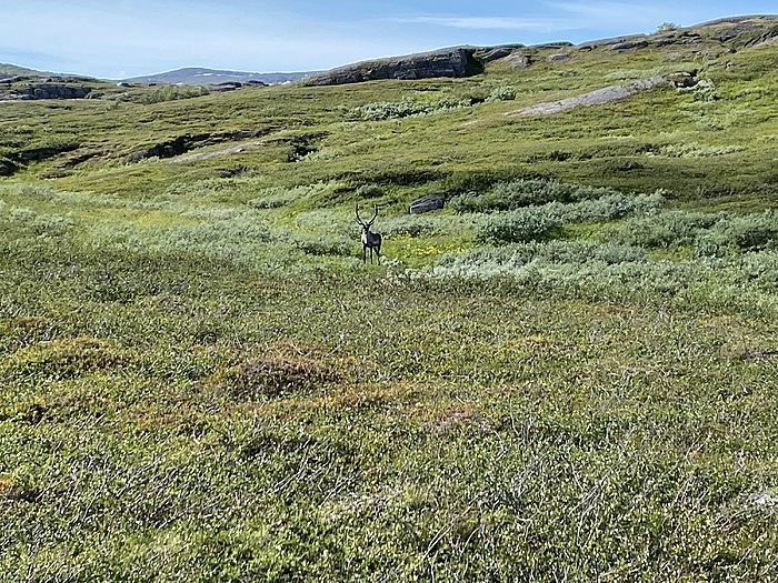 Klicke auf die Grafik für eine vergrößerte Ansicht

Name: Norwegen323.JPG
Ansichten: 452
Größe: 3,69 MB
ID: 3159488