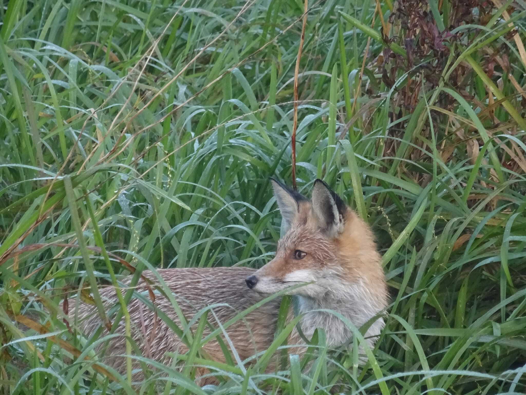 Klicke auf die Grafik für eine vergrößerte Ansicht  Name: FuchsTimHeide.jpg Ansichten: 0 Größe: 296,4 KB ID: 3160281