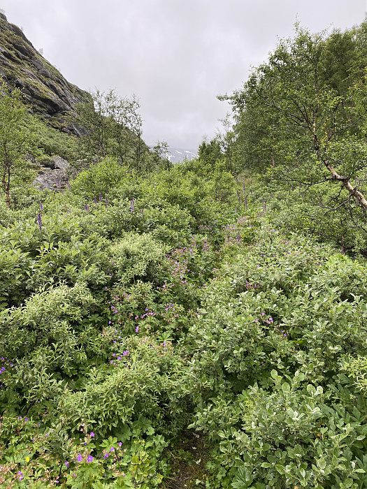 Klicke auf die Grafik für eine vergrößerte Ansicht

Name: Norwegen341.jpg
Ansichten: 348
Größe: 6,84 MB
ID: 3160651