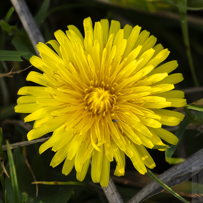 Klicke auf die Grafik für eine vergrößerte Ansicht

Name: 11_2022_Natur-1396.jpg
Ansichten: 305
Größe: 1,09 MB
ID: 3165518