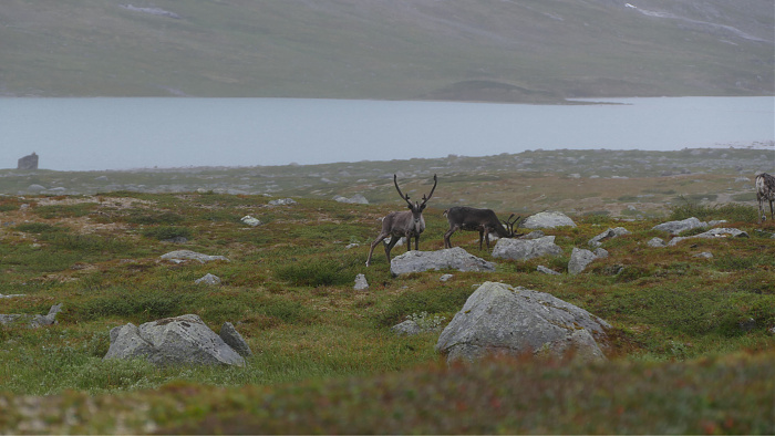 Klicke auf die Grafik für eine vergrößerte Ansicht

Name: 2022-08 Norwegen Vater-Sohn-Tour, 069_verkleinert.jpg
Ansichten: 1020
Größe: 2,08 MB
ID: 3169550