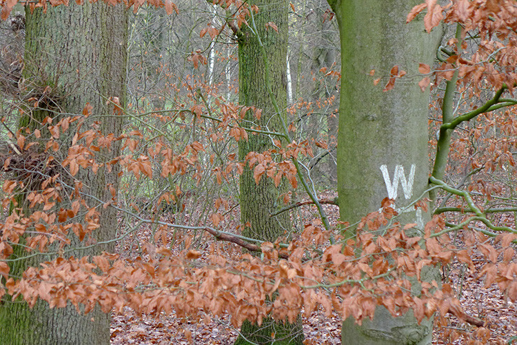 Klicke auf die Grafik für eine vergrößerte Ansicht  Name: Weser_271.jpg Ansichten: 0 Größe: 262,0 KB ID: 3175741