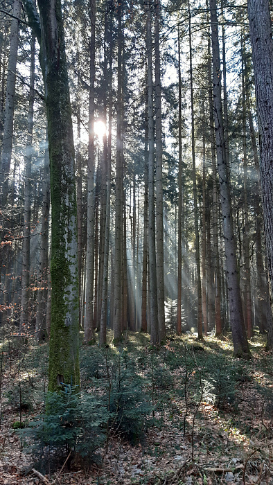Klicke auf die Grafik für eine vergrößerte Ansicht  Name: Sonnenstrahlen.jpg Ansichten: 0 Größe: 3,95 MB ID: 3183419