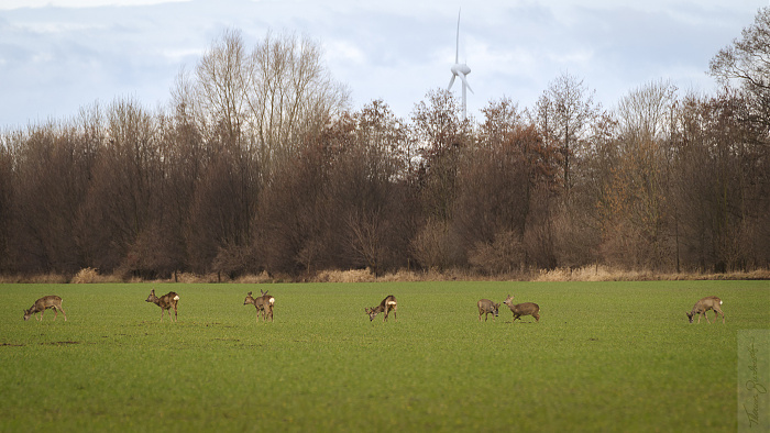 Klicke auf die Grafik für eine vergrößerte Ansicht

Name: 03_2023 Natur-2907.jpg
Ansichten: 251
Größe: 880,7 KB
ID: 3187526
