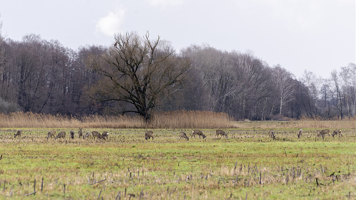 Klicke auf die Grafik für eine vergrößerte Ansicht

Name: 03_2023 Natur-2894.jpg
Ansichten: 234
Größe: 1,02 MB
ID: 3187527