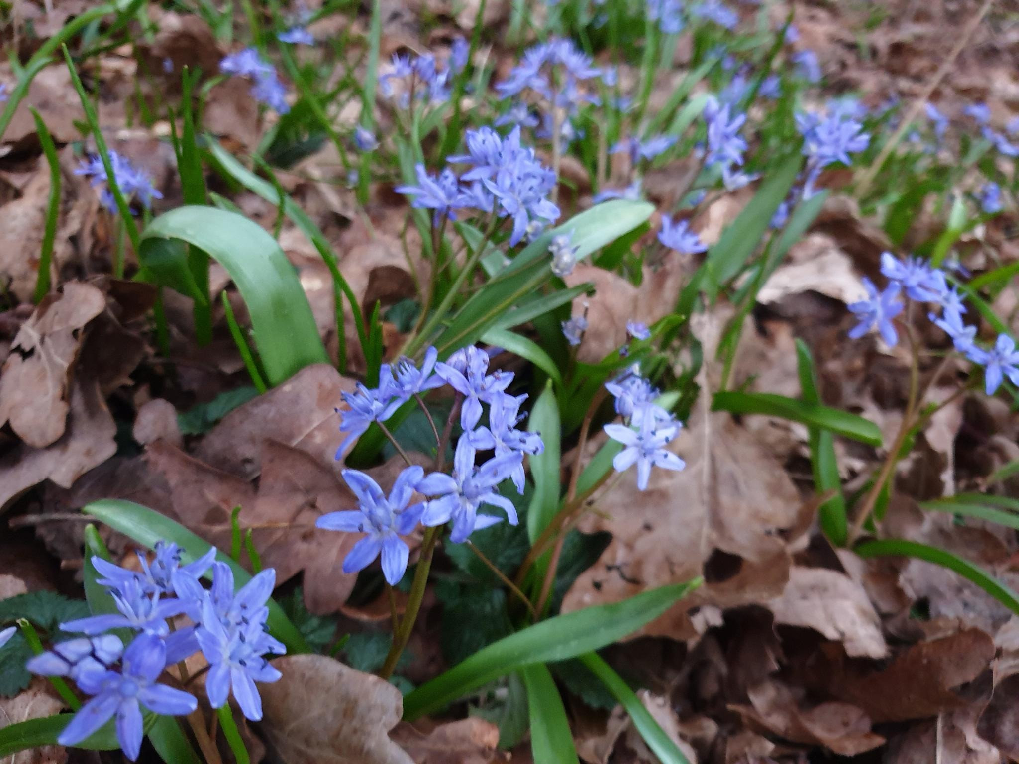 Klicke auf die Grafik für eine vergrößerte Ansicht

Name: Scilla.jpg
Ansichten: 836
Größe: 577,4 KB
ID: 3188759