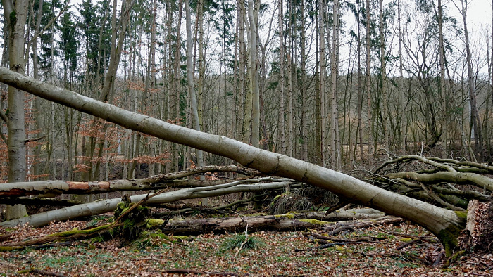 Klicke auf die Grafik für eine vergrößerte Ansicht  Name: Burg_März_bearbeitet - 9.jpg Ansichten: 0 Größe: 888,4 KB ID: 3190806