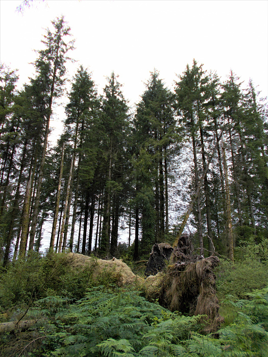 Klicke auf die Grafik für eine vergrößerte Ansicht

Name: 2022-07-23 West Highland Way 200.jpg
Ansichten: 1090
Größe: 4,86 MB
ID: 3192753