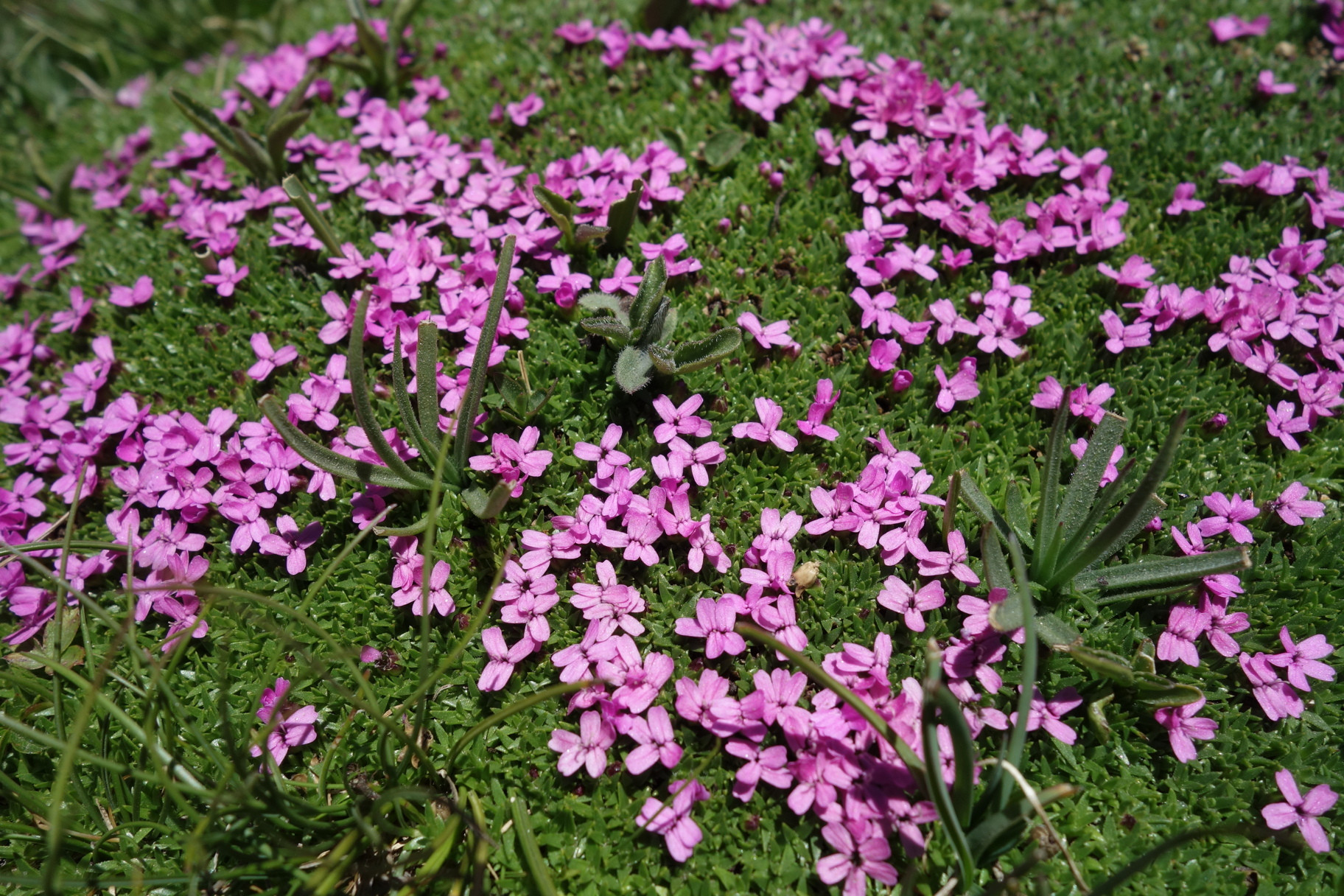 Klicke auf die Grafik für eine vergrößerte Ansicht

Name: DSC03627.jpg
Ansichten: 475
Größe: 880,3 KB
ID: 3193308