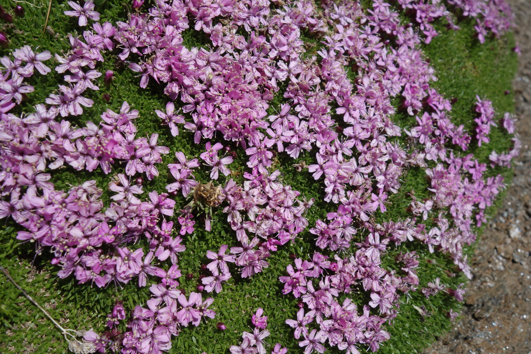 Klicke auf die Grafik für eine vergrößerte Ansicht

Name: DSC03689.jpg
Ansichten: 456
Größe: 1,00 MB
ID: 3193322