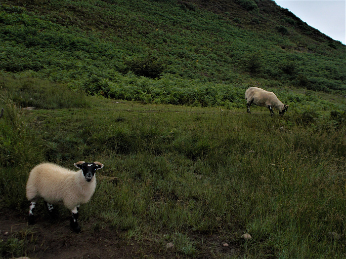 Klicke auf die Grafik für eine vergrößerte Ansicht

Name: 2022-07-24 West Highland Way 087.jpg
Ansichten: 721
Größe: 4,34 MB
ID: 3193922