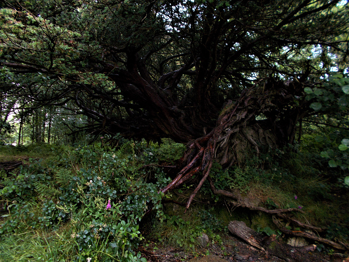 Klicke auf die Grafik für eine vergrößerte Ansicht

Name: 2022-07-24 West Highland Way 226.jpg
Ansichten: 690
Größe: 4,82 MB
ID: 3193964