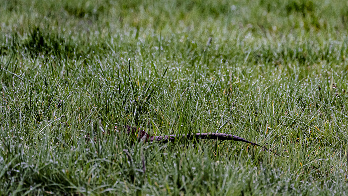 Klicke auf die Grafik für eine vergrößerte Ansicht

Name: 04_2023_Natur-4416.jpg
Ansichten: 470
Größe: 1,55 MB
ID: 3194482