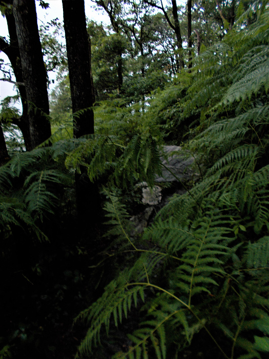 Klicke auf die Grafik für eine vergrößerte Ansicht  Name: 2022-07-25 West Highland Way 031.jpg Ansichten: 0 Größe: 3,86 MB ID: 3195465