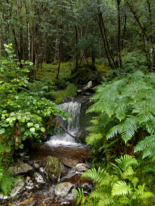 Klicke auf die Grafik für eine vergrößerte Ansicht  Name: 2022-07-25 West Highland Way 057.jpg Ansichten: 0 Größe: 4,78 MB ID: 3195473