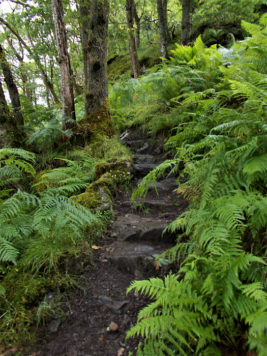 Klicke auf die Grafik für eine vergrößerte Ansicht  Name: 2022-07-25 West Highland Way 076.jpg Ansichten: 0 Größe: 4,83 MB ID: 3195482