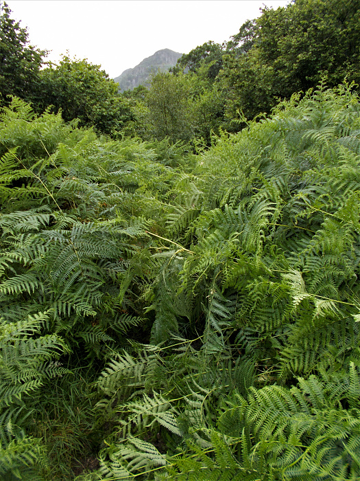 Klicke auf die Grafik für eine vergrößerte Ansicht  Name: 2022-07-25 West Highland Way 109.jpg Ansichten: 0 Größe: 5,45 MB ID: 3195498