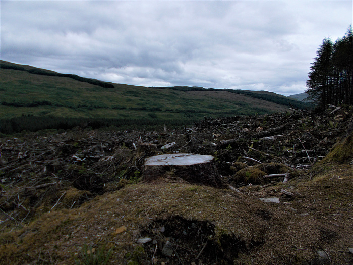 Klicke auf die Grafik für eine vergrößerte Ansicht  Name: 2022-07-27 West Highland Way 088.jpg Ansichten: 0 Größe: 3,70 MB ID: 3196003